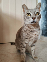 LEO, Katze, Europäisch Kurzhaar in Griechenland