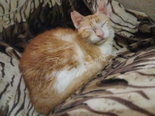 MIKA, Katze, Europäisch Kurzhaar in Griechenland