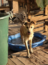 CARAMEL, Hund, Mischlingshund in Rumänien
