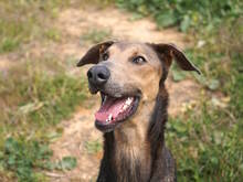 APOLLO, Hund, Dobermann-Mischling in Weisenheim am Berg