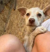 ISALIE, Hund, Mischlingshund in Rumänien