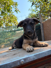 CHARLOTTE, Hund, Mischlingshund in Rumänien