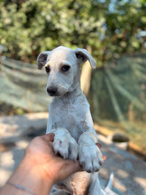 LENNY, Hund, Mischlingshund in Rumänien