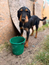 DONATELLA, Hund, Mischlingshund in Rumänien