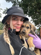 BOUNTY, Hund, Mischlingshund in Rumänien