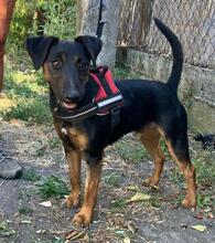 VICTOR, Hund, Pinscher -Mischling in Ungarn