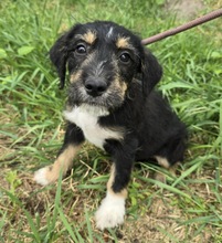 MADISON, Hund, Mischlingshund in Ungarn