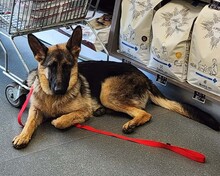 BELLA, Hund, Deutscher Schäferhund in Warder