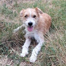 CHIKO, Hund, Mischlingshund in Bad Bramstedt