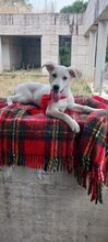 DAGGI, Hund, Mischlingshund in Wallenhorst