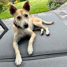 FELIX, Hund, Mischlingshund in Elmshorn