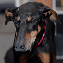 AUSTRIA, Hund, Dobermann in Rosengarten