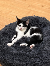 CLYDE, Katze, Europäisch Kurzhaar in Birkenwerder