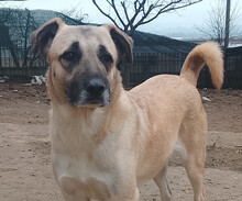 BLUE, Hund, Mischlingshund in Griechenland
