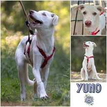 YUNO, Hund, Mischlingshund in Königheim