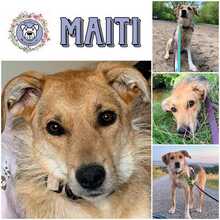 MAITI, Hund, Mischlingshund in Berlin