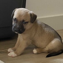 ORUS, Hund, Mischlingshund in Spanien