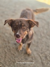 SANCHO, Hund, Mischlingshund in Griechenland