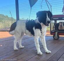 LUCY, Hund, Mischlingshund in Griechenland