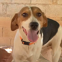 SHANTI, Hund, Mischling (vermutlich Beagle) in Spanien