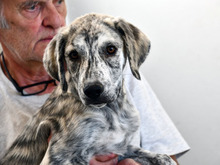 ORFF, Hund, Mischlingshund in Oberviechtach
