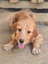 MATEO, Hund, Mischlingshund in Griechenland