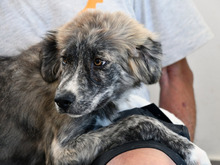 OSTIA, Hund, Mischlingshund in Oberviechtach