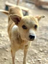 GRUIU, Hund, Mischlingshund in Rumänien