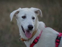PANGEA, Hund, Mischlingshund in Oberviechtach