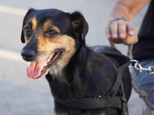 MASTRO, Hund, Mischlingshund in München
