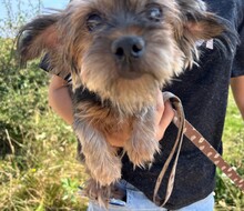 MAYA, Hund, Yorkshire Terrier-Mischling in Rumänien