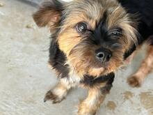LOLITA, Hund, Yorkshire Terrier-Mischling in Rumänien