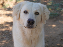KUMO, Hund, Mischlingshund in Berlin