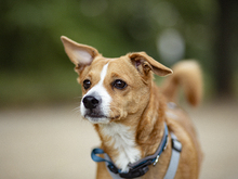 NEMO, Hund, Mischlingshund in Berlin