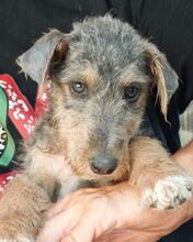 WOODY, Hund, Welsh Terrier-Mix in Italien