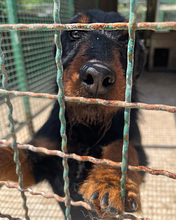 PERO, Hund, Terrier-Mischling in Kroatien