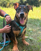 NEMO, Hund, Mischling in Kroatien