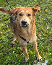 SNOOPY, Hund, Mischling in Kroatien