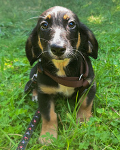 BELI, Hund, Mischling in Kroatien