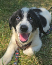 BONSAY, Hund, Mischling in Kroatien