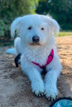LUCY, Hund, Mischlingshund in Hamburg