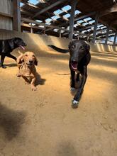 MILA, Hund, Mischlingshund in Kerpen
