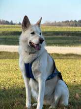 LUNA, Hund, Mischlingshund in Itzstedt