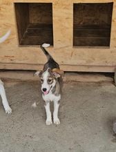 JOE, Hund, Mischlingshund in Rumänien