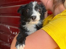 MARTA, Hund, Mischlingshund in Rumänien