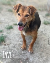 TAVI, Hund, Mischlingshund in Rumänien