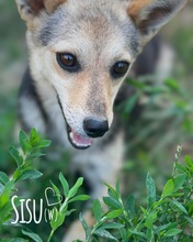 SISU, Hund, Mischlingshund in Rumänien