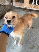 LIOH, Hund, Mischlingshund in Rumänien