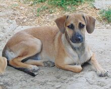 MOLLY, Hund, Mischlingshund in Griechenland