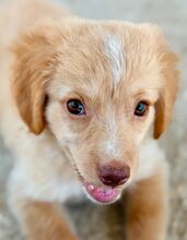 LINOS, Hund, Mischlingshund in Griechenland